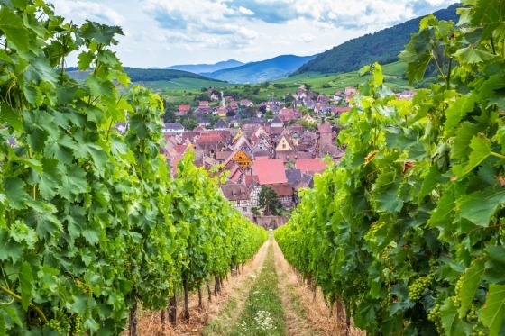 Alsace, Bourgogne & Champagne. En underbar bussresa för livsnjutare och vinintresserade i Frankrikes klassiska vindistrikt. Vitvinslandskapet Alsace med sin spännande historia, de vita storkarna och vinrankorna längs Route des Vins. Landskapet har bytt nationalitet många gånger och här är det vita viner som gäller! Vidare ska vi fördjupa oss i sköna Bourgogne, berömt för sina fantastiska viner från Chablis i norr till Beaujolais i söder. Den burgundiska regionen har ett rikt kulturhistoriskt arv med romanska kloster, hertigslott och charmiga byar. Vi befinner oss mitt i Côte d'Or, varifrån merparten av Bourgognes mest kända viner kommer. En symfoni av kvalitetsviner och robust gastronomi. Avslutningsvis hägrar Frankrikes nordligaste vinregion och den enda platsen i hela världen där man tillverkar champagne! Lyxiga bubblor i romantiska Champagne. Det franska språket har samma ord för skål och hälsa. Santé!