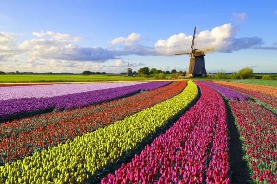 Holland. Underbara Holland väntar på oss för att få visa upp all sin blomsterprakt. Blommorna spelar en stor roll och ett besök i den fantastiska blomsterparken Keukenhof finns naturligtvis med i vårt program. Vi möts av ett hav av färger och här finns också utställningar med bland annat orkidéer, rosor och liljor. Kort sagt en fröjd för ögat! 