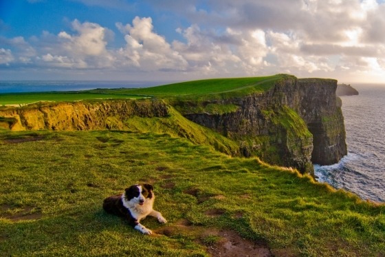 Irland Runt med Nordirland. Den sagolika gröna ön bjuder på enastående natur- och kulturäventyr. Nordirlands huvudstad Belfast och Republiken Irlands Dublin. Mäktiga naturfenomenet Cliffs of Moher, irländsk trädgårdskonst, magiska Ring of Kerry och vackra Dinglehalvön. Galway, Adare, Tralee, Cork och Kilkenny. Det keltiska arvet, den livliga folkmusiken och landskapsvyer så mäktiga att skummet på Guinnessen darrar av hänförelse väntar oss på denna välkomponerade resa. En upplevelserik rundresa och ett minne för livet. Det bästa av Irland helt enkelt!
