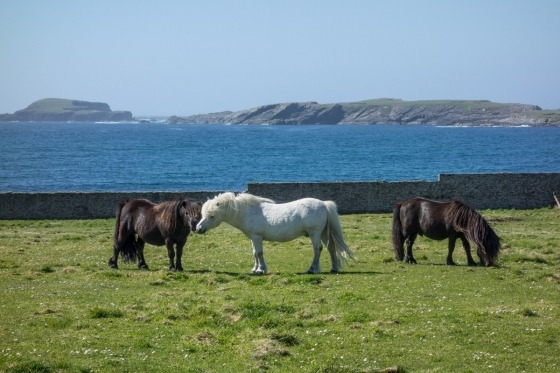 Shetland med Orkney & nordvästra Skottland. En förtjusande resa späckad med intressant historia och naturupplevelser som tar andan ur en. På Shetland väntar en stark identitet och ett rikt kulturarv. Vackert, vilt och alldeles underbart! Shetland lämnar ingen oberörd. Djurlivet är mycket rikt, med bland annat betydande kolonier av sjöfåglar. Dessutom de välkända små ponnyerna! Orkney består av ungefär 70 öar och här finns fler arkeologiska lämningar än någon annanstans i Storbritannien. Två underbara avlägsna ögrupper som bara väntar på att upptäckas. Karga landskap, ljunghedar och dramatiska havsklippor skapar en magisk stämning. Dessutom hinner vi njuta av det skotska höglandet och den ädla konsten att förvandla malt till gudabenådade drycker.