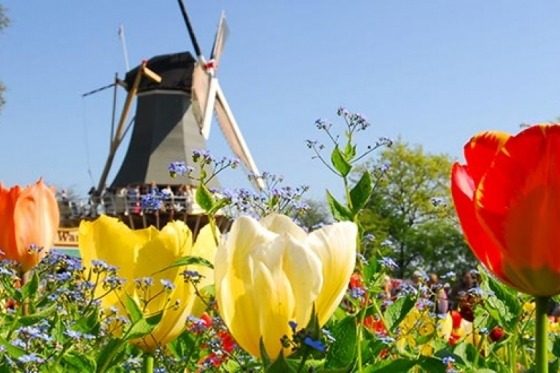 Holland. Underbara Holland väntar på oss för att få visa upp all sin blomsterprakt. Blommorna spelar en stor roll och ett besök i den fantastiska blomsterparken Keukenhof finns naturligtvis med i vårt program. Vi möts av ett hav av färger och här finns också utställningar med bland annat orkidéer, rosor och liljor. Kort sagt en fröjd för ögat! 